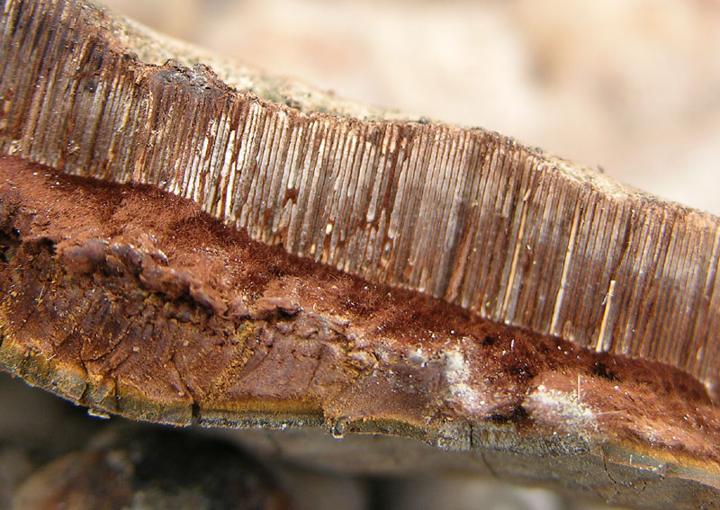 Ganoderma adspersum? (Ganoderma adspersum)